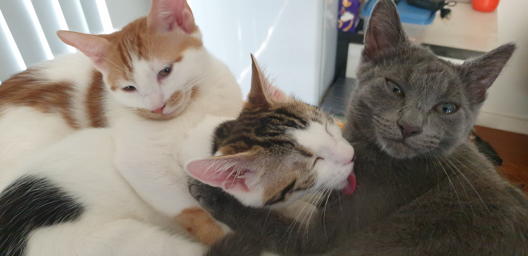 Floki, Pecco, and Smokey sharing a loving moment